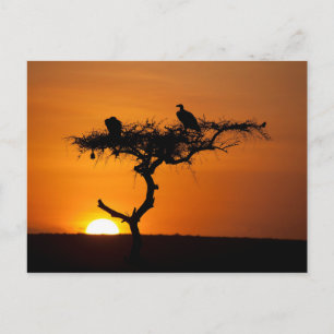 Sunrise at the Masai Mara, Kenya Postcard