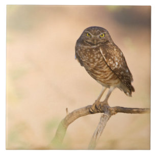 Sunrise Burrowing Owl Ceramic Tile