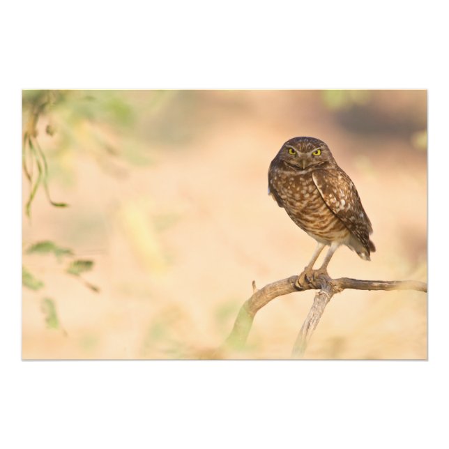 Sunrise Burrowing Owl Photo Print (Front)