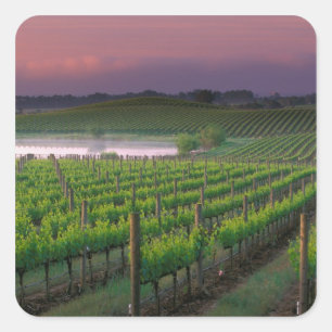 Sunrise colour in the distant fog behind square sticker