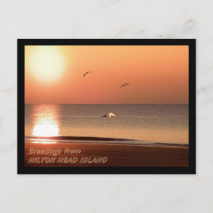 Sunrise, Dolphins and Gulls Postcard