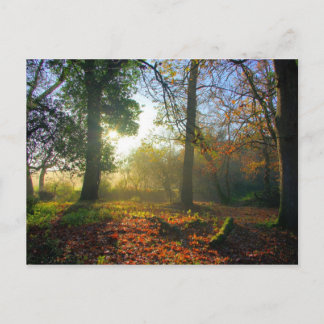 Sunrise in autumn forest Postcard