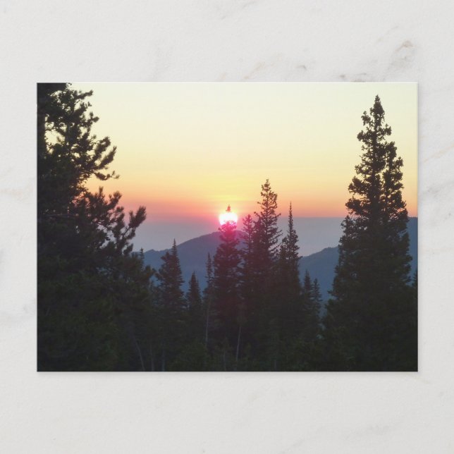 Sunrise in the Forest at Rocky Mountain Postcard (Front)