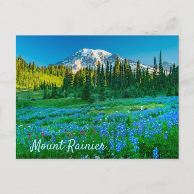 Sunrise Lupine and Mount Rainer Postcard (Front)