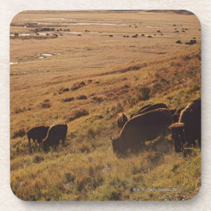 Sunrise On Bison Coaster