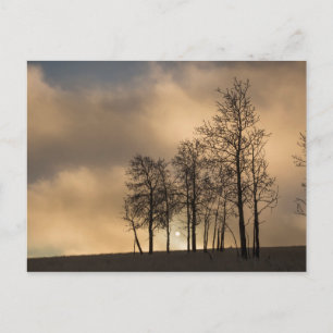 Sunrise on Clouds and Trees Postcard
