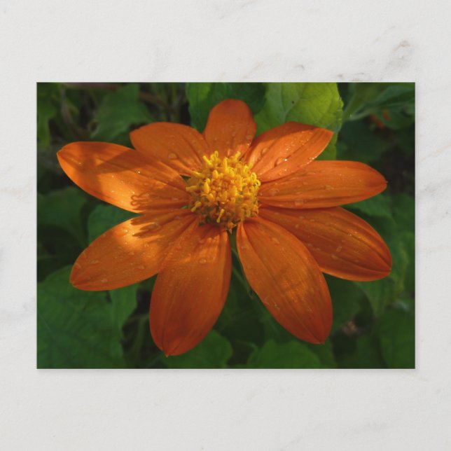 Sunrise on Mexican Sunflower Orange Floral Postcard (Front)
