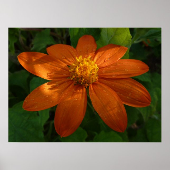 Sunrise on Mexican Sunflower Orange Floral Poster (Front)