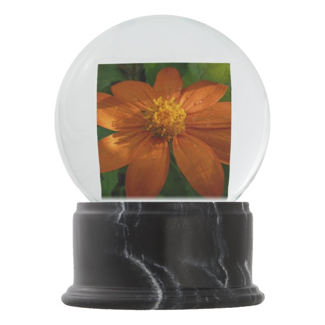 Sunrise on Mexican Sunflower Orange Floral Snow Globe (Front)