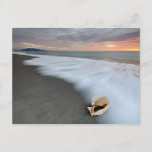 Sunrise On The Beach And A Shell Postcard