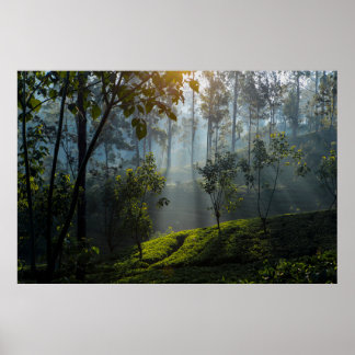 Sunrise Over Maskeliya: Sri Lanka Tea Plantation Poster