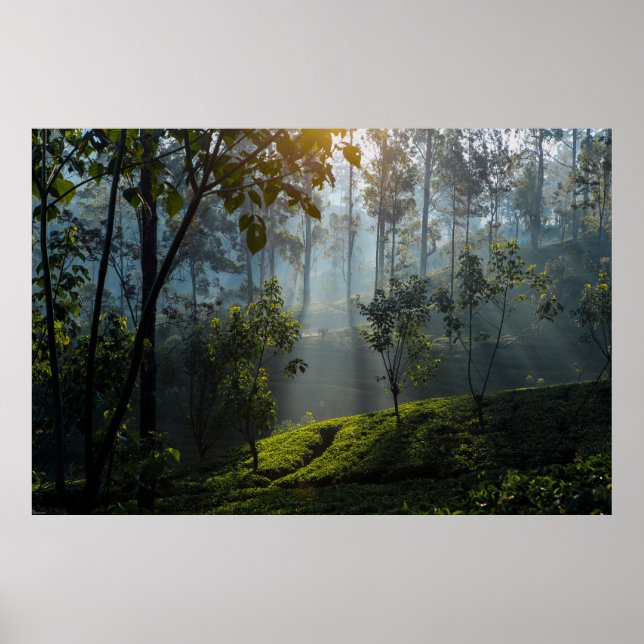 Sunrise Over Maskeliya: Sri Lanka Tea Plantation Poster (Front)