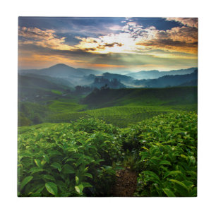 Sunrise over Tea Farm Ceramic Tile