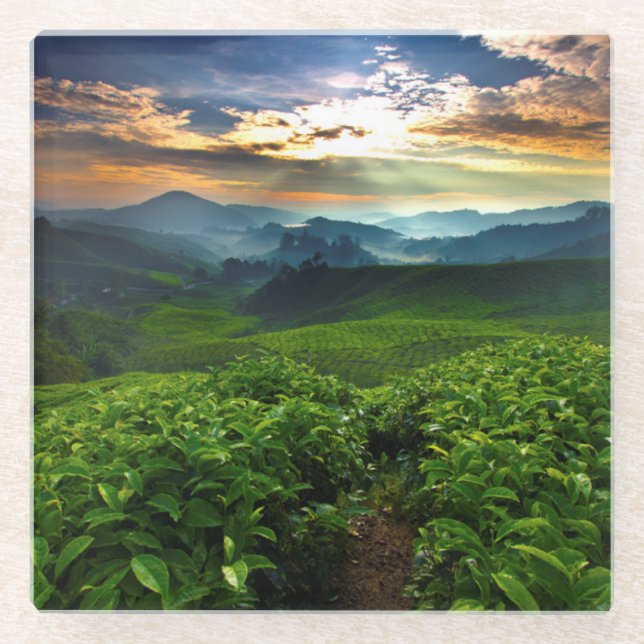 Sunrise over Tea Farm Glass Coaster (Front)