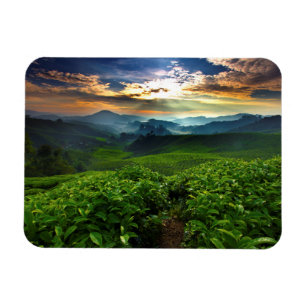 Sunrise over Tea Farm Magnet