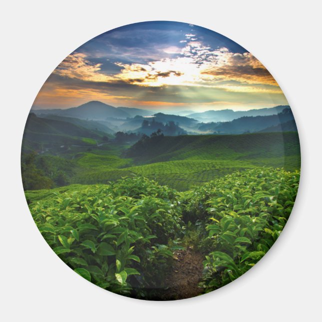Sunrise over Tea Farm Magnet (Front)