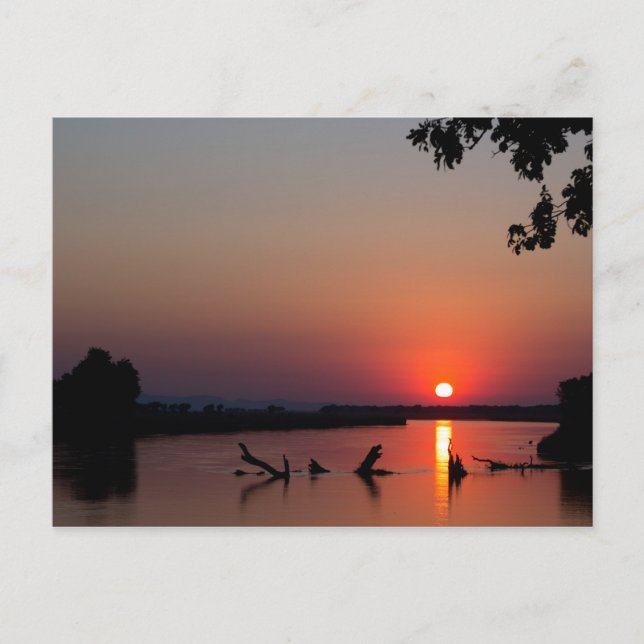 Sunrise over the Zambesi River Postcard (Front)