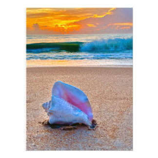 Sunrise Shell Photo Print