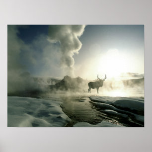 Sunrise Silhouette of Elk at Castle Geyser Poster