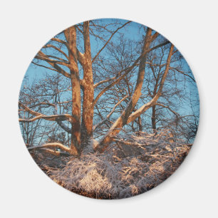 Sunrise, Snow and Sycamore Magnet