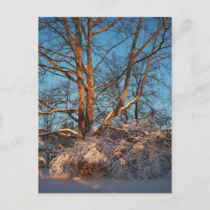 Sunrise, Snow and Sycamore Postcard