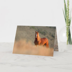 Sunrise Stallion Wild Horse Greeting Card