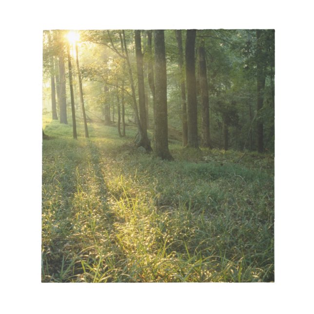 Sunrise through oak and hickory forest, Mammoth Notepad (Front)