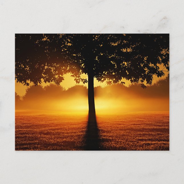 Sunrise, tree silhouette, postcard (Front)