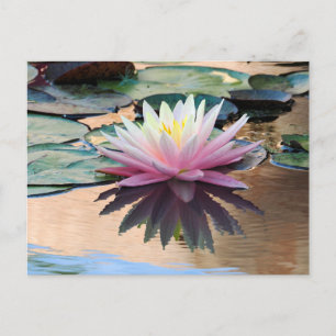 Sunrise Water Lily Holiday Postcard