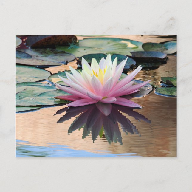 Sunrise Water Lily Postcard (Front)
