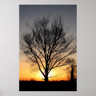 SunriseTree Poster