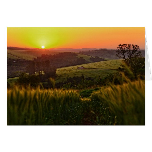 Sunset Agriculture Wheat (Front Horizontal)