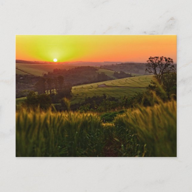 Sunset Agriculture Wheat Postcard (Front)