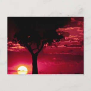Sunset and Balanites Tree in Masai Mara Game Reser Postcard