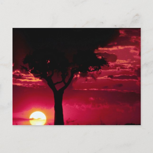 Sunset and Balanites Tree in Masai Mara Game Reser Postcard (Front)