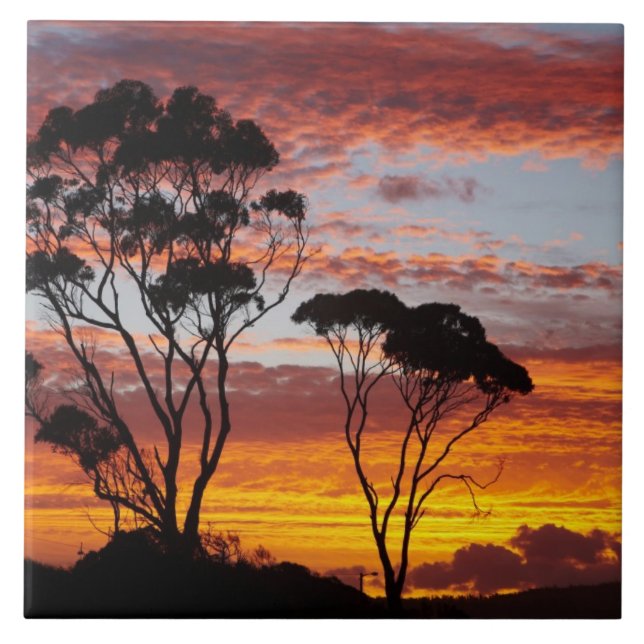 Sunset and Gum Tree, Binalong Bay, Bay of Fires, Ceramic Tile (Front)