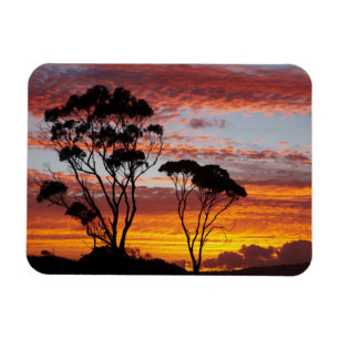Sunset and Gum Tree, Binalong Bay, Bay of Fires, Magnet