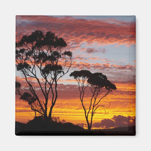 Sunset and Gum Tree, Binalong Bay, Bay of Fires, Magnet (Front)