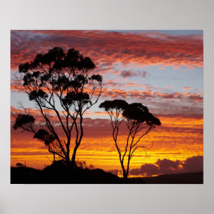 Sunset and Gum Tree, Binalong Bay, Bay of Fires, Poster