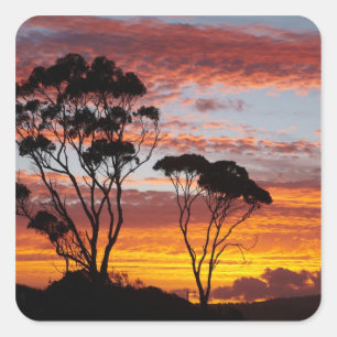 Sunset and Gum Tree, Binalong Bay, Bay of Fires, Square Sticker