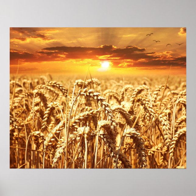Sunset and Wheat Field Poster (Front)