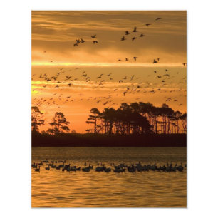 Sunset at Chincoteague Wildlife Refuge Virginia Photo Print