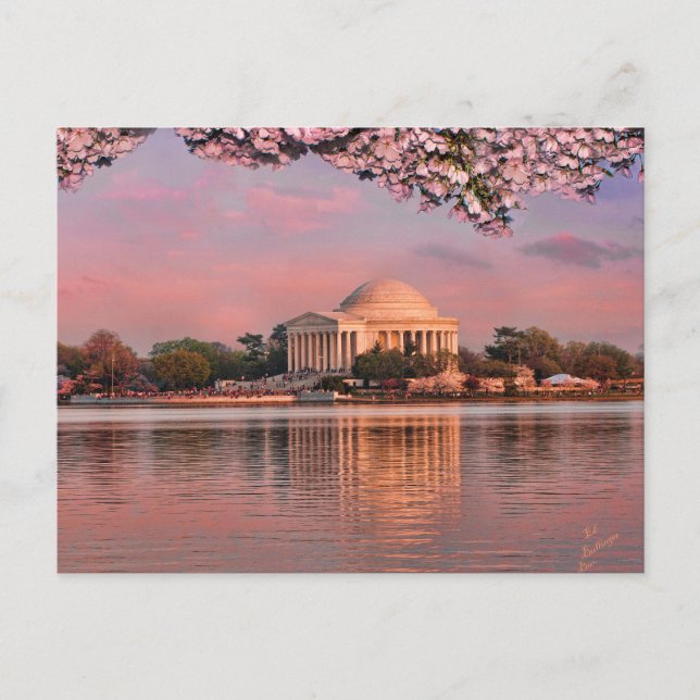 Sunset at Jeferson Memorial with Cherry Blossoms Postcard (Front)
