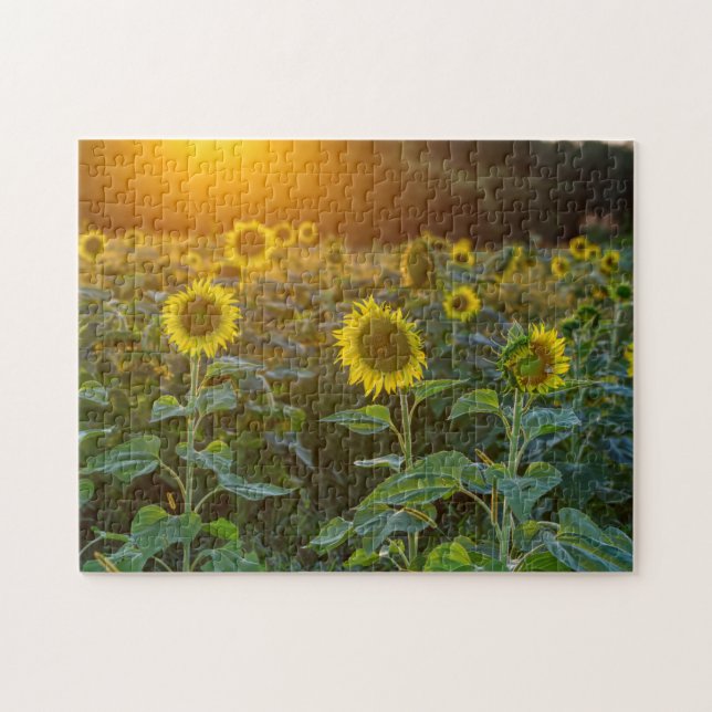 Sunset At Sunflower Field Jigsaw Puzzle (Horizontal)