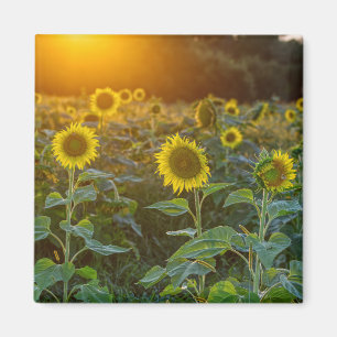 Sunset At Sunflower Field Magnet