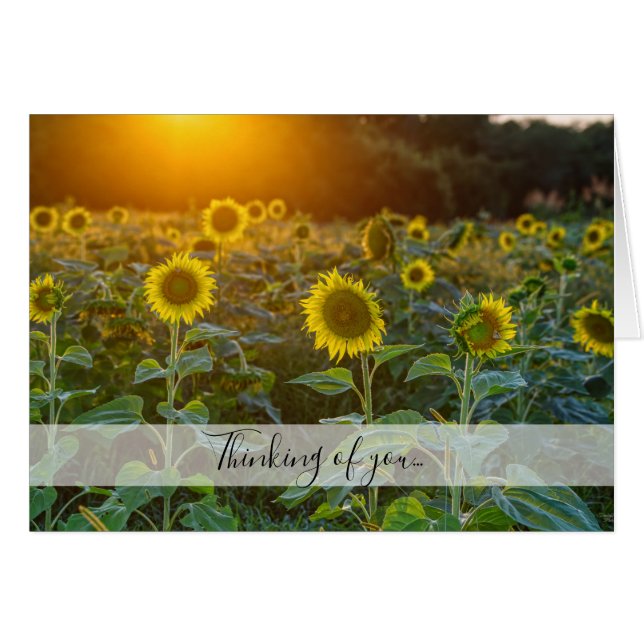 Sunset At Sunflower Field Thinking Of You Card (Front Horizontal)