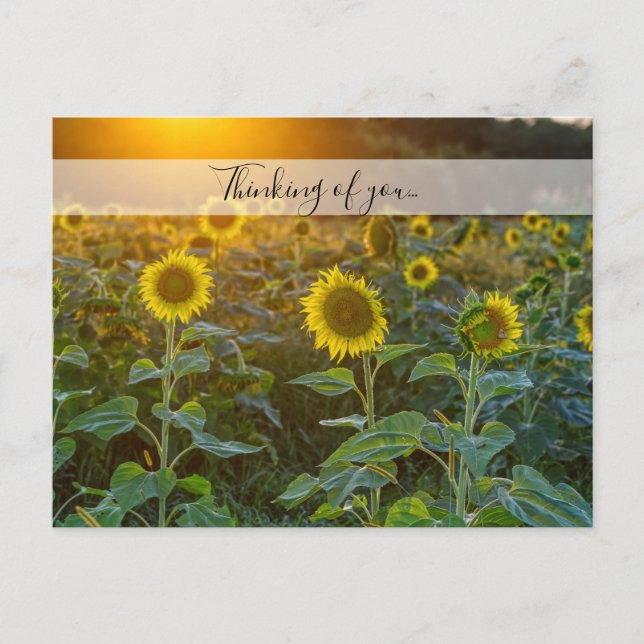 Sunset At Sunflower Field Thinking Of You Postcard (Front)