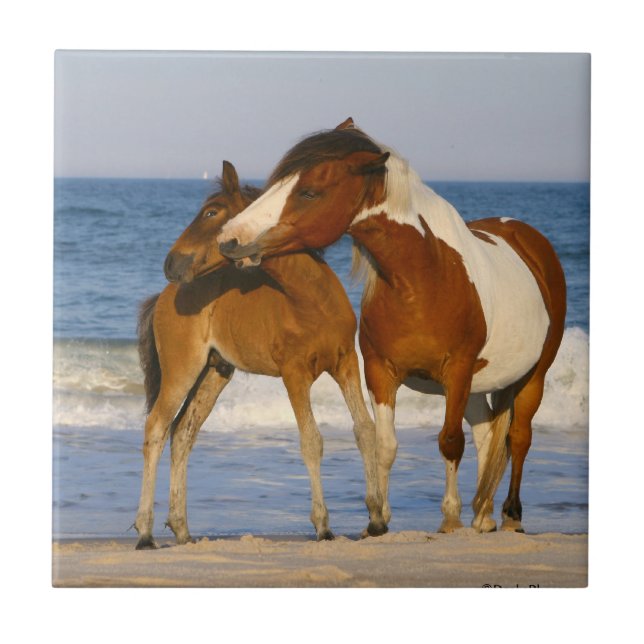 Sunset Beach Horse Ceramic Tile (Front)