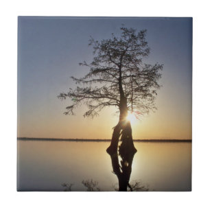 Sunset Behind a Tree Tile