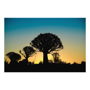 Sunset Behind Quiver Tree Forest Photo Print